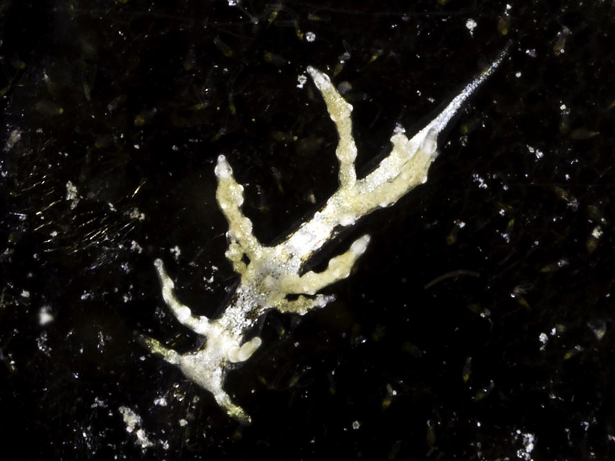 Eubranchus sp. J